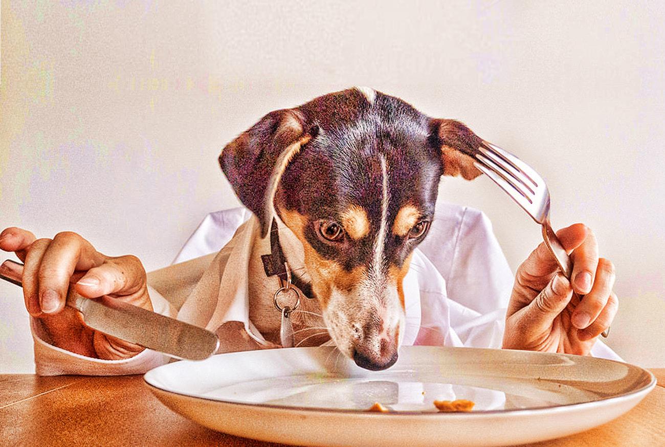 Você alimenta seu animal de estimação com ração ou comida caseira?