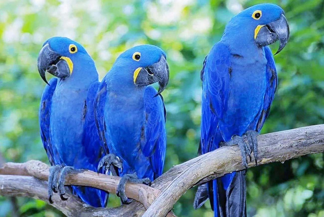 Arara Azul: O tesouro alado da fauna brasileira