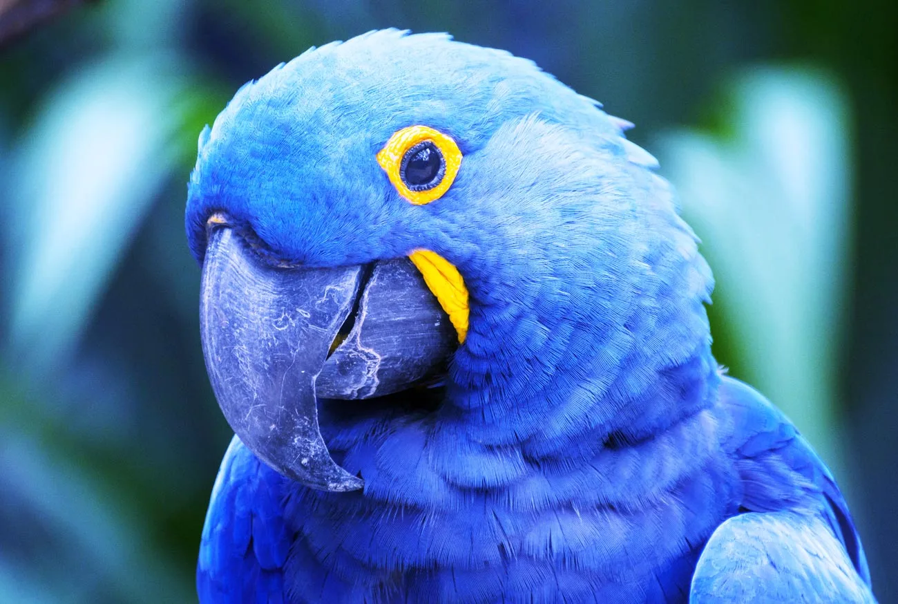 Arara Azul: O lindo tesouro alado da fauna brasileira