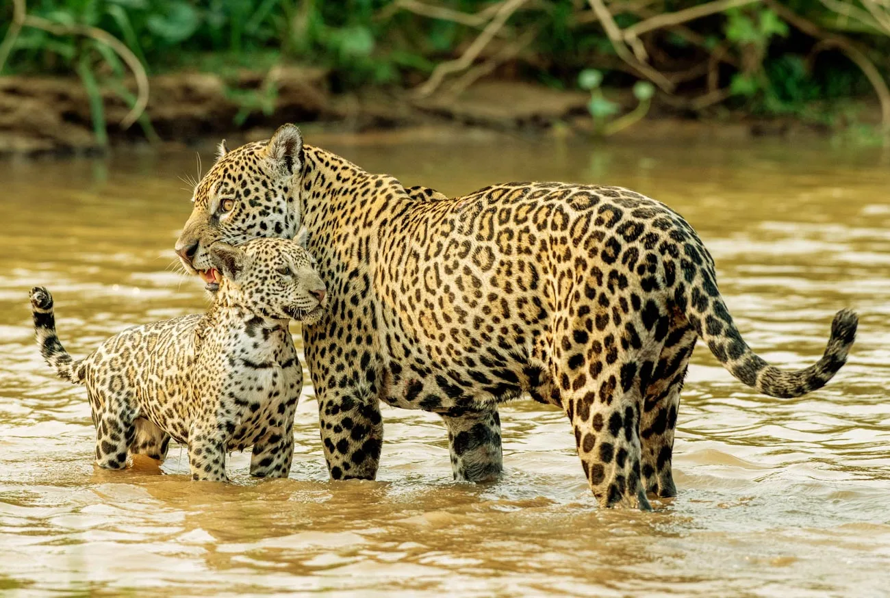 Onça-pintada: Conheça um dos mais incríveis felinos do Brasil