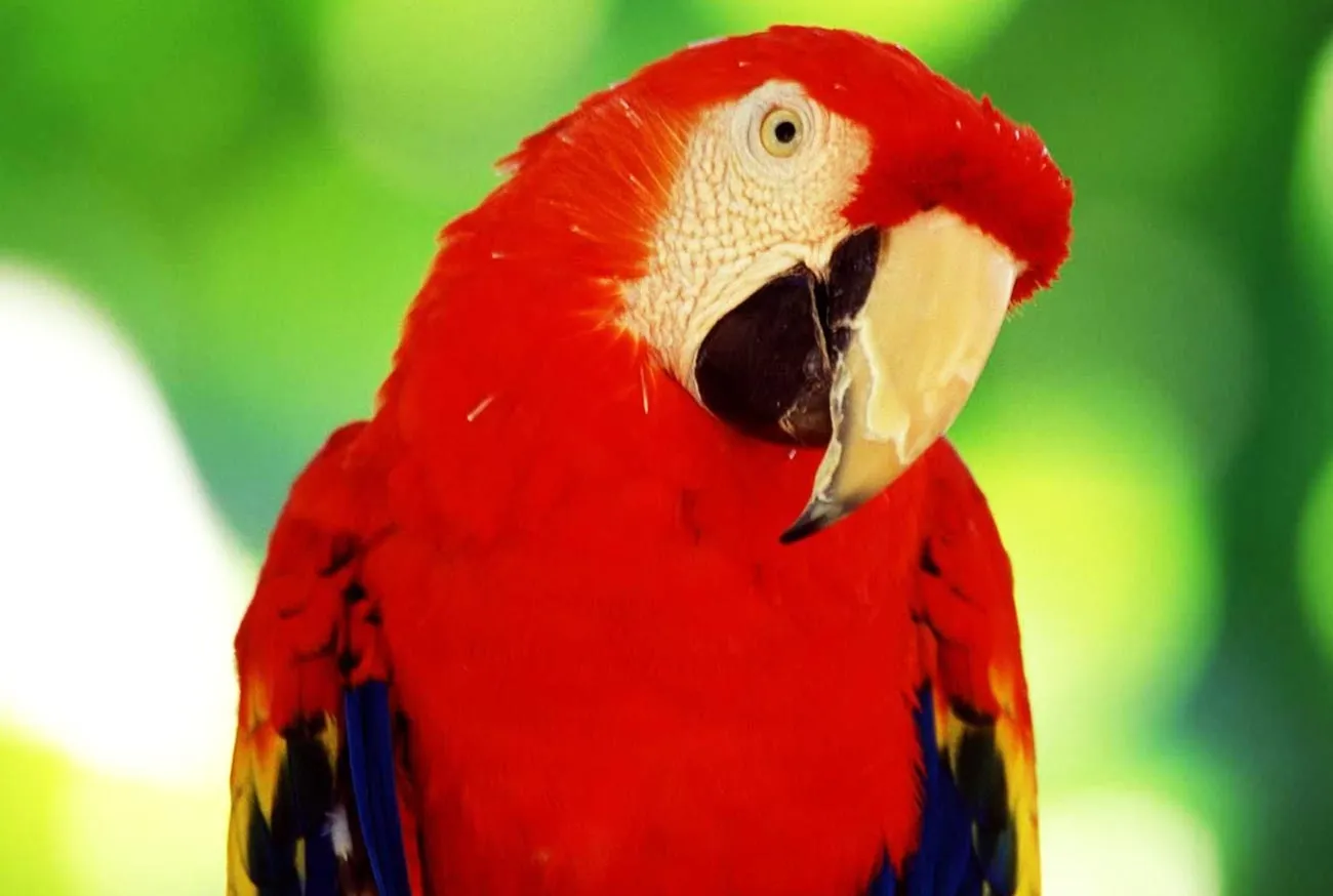 Scarlet Macaw: Meet One of the Most Beautiful Birds in Brazil