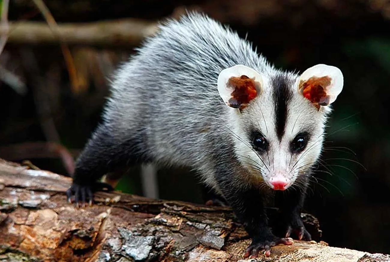 Opossum: The natural wonder that defies snake venom