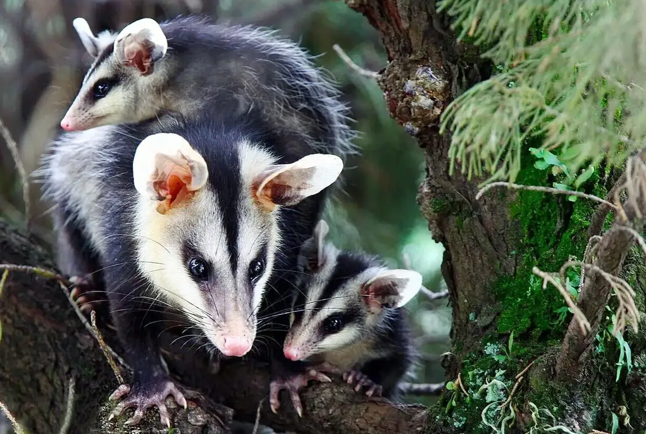 Cassaco: Everything about the white-eared opossum and its fascinating story