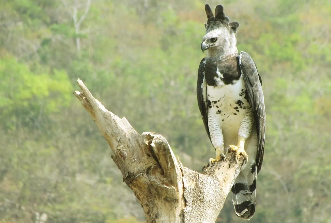 Conheça os 10 animais silvestres do Brasil ameaçados de extinção