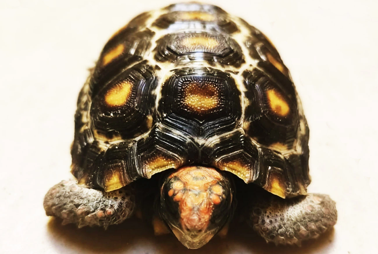 Do you know the difference between terrapins, tortoises, and turtles?