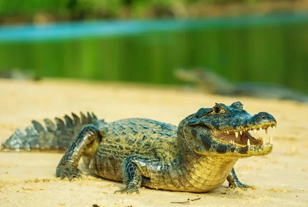 Conheça os 10 animais silvestres do Brasil ameaçados de extinção