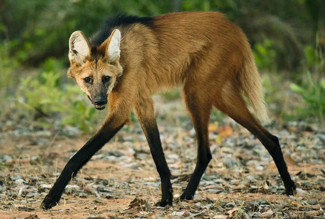 Conheça os 10 animais silvestres do Brasil ameaçados de extinção