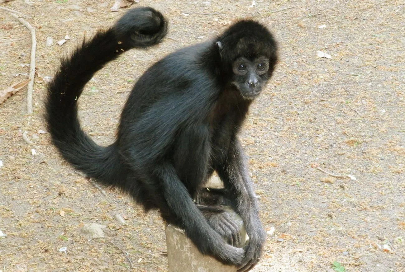 Conheça os 10 animais silvestres do Brasil ameaçados de extinção