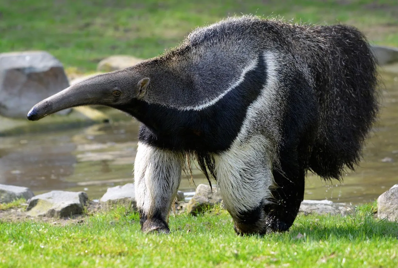 Conheça os 10 animais silvestres do Brasil ameaçados de extinção