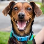 Prefeito de São Paulo veta projeto que criaria UBSs Pet