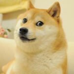 Kabosu do meme DOGE da Degecoin está muito doente