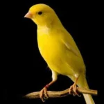 Canário Belga, o passarinho do canto melodioso e doce