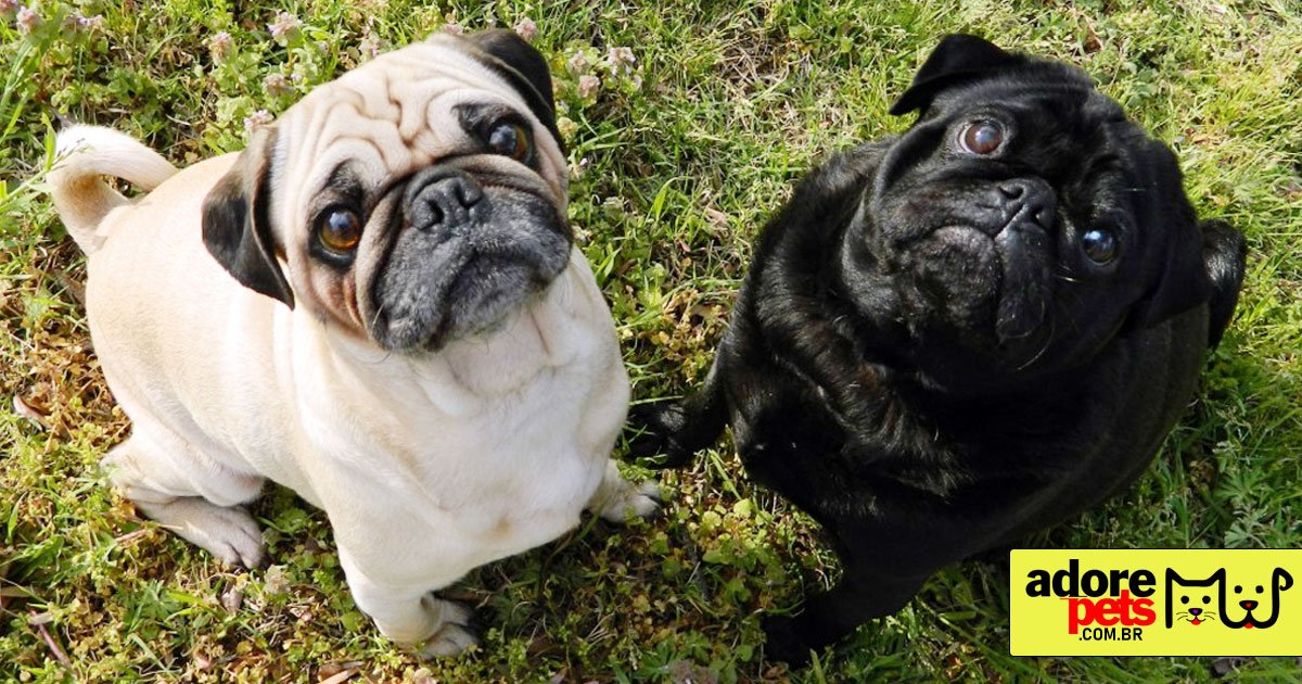 Pug é um verdadeiro cão amigo, fiél e super carismático