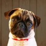 Pug é um verdadeiro cão amigo, fiél e super carismático