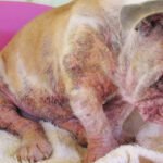 Sarna em Gatos e Cachorros: Conheça a Sarna Sarcóptica e Demodécica