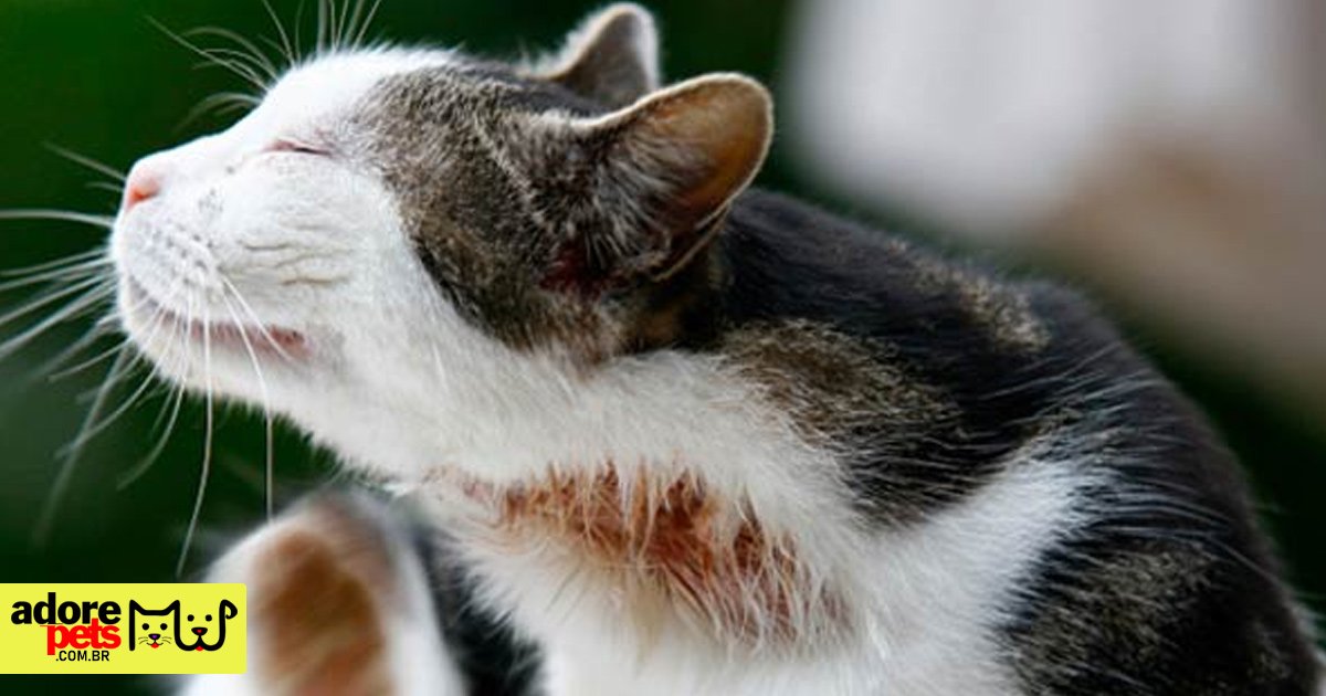 Alergias em Cachorros e Gatos: Causas, Sintomas e Tratamentos