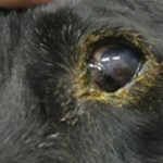 Cinomose em cães e gatos: sintomas, tratamento e prevenção