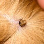 Pulgas e Carrapatos em Gatos e Cachorros, como prevenir e tratar