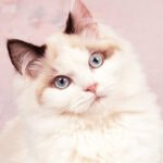 Ragdoll é um gato lindo com personalidade amorosa e relaxada
