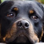 Rottweiler é um cão musculoso, inteligênte, leal e protetor