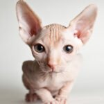 Sphynx, o gato careca é exótico e de uma personalidade maravilhosa