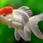 Oranda é o peixe kinguio considerado uma obra de arte viva