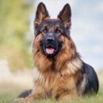 Pastor Alemão é inteligente e capaz de trabalhar como policial e resgate