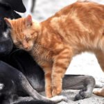 Programa Estadual de Resgate Animal ajuda cães e gatos de rua em Minas