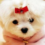 Na sua cidade existe registro de Pets? Em SP tem desde 2021, saiba como funciona