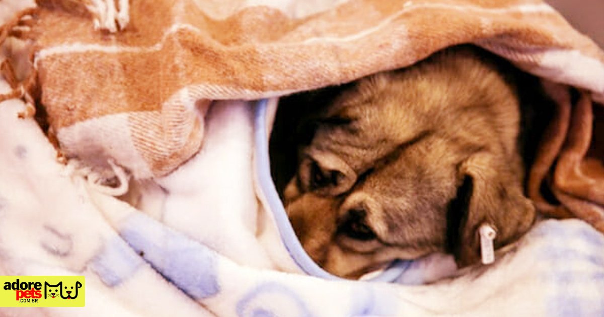 Cachorro no Frio: Mantenha seu Pet seguro e aconchegado no inverno