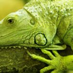 Iguana verde: um réptil incrível para ter como pet