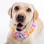 20 nomes de cachorros machos mais usados no mundo