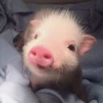 Porco como animal de estimação é um verdadeiro amigão para a família