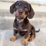 Os 20 nomes de cachorras mais usados no mundo