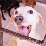 Governo do Ceará cria secretaria de bem-estar e proteção animal