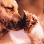 Dia nacional do vira-lata é comemorado com incentivo a adoção