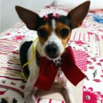 Conheça o terrier brasileiro: O cachorro Fox Paulistinha