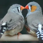 Descubra o encanto do Mandarim: Um pássaro de beleza exótica