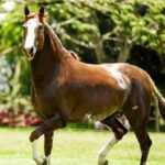 O Cavalo é um animal muito social, amigo e confiável