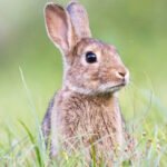 Saiba como é criar um Coelho como Animal de Estimação