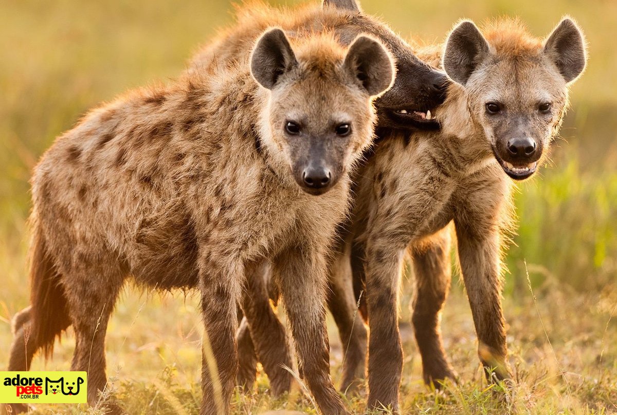 Como em Arlequina, seria possível ter uma hiena como animal de estimação