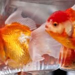 Kinguio Ryukin e o comércio milionário mundial de peixes coloridos