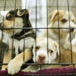 Alesp aprova proibição de venda de animais em Pet Shops de São Paulo