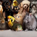 10 animais de estimação ideais para se ter em apartamento