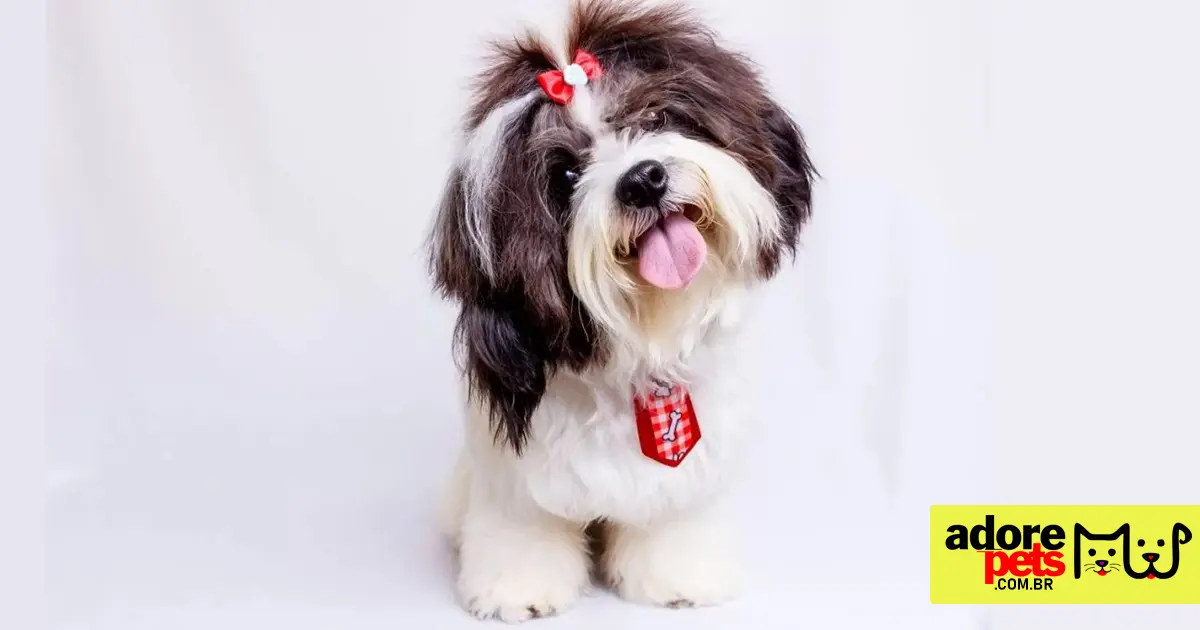 Shih Tzu