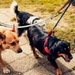 10 cuidados para um passeio agradável com seu cão em dias quentes