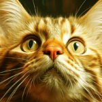 Os 20 nomes de gatos mais populares