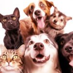 Declaração Universal dos Direitos dos Animais
