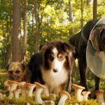 4 de outubro: Dia mundial dos animais O Filme "Ruim pra cachorro" - Um divertido besteirol canino