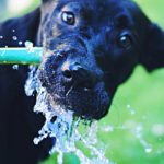 Guia: Protegendo nossos animais de estimação da onda de calor